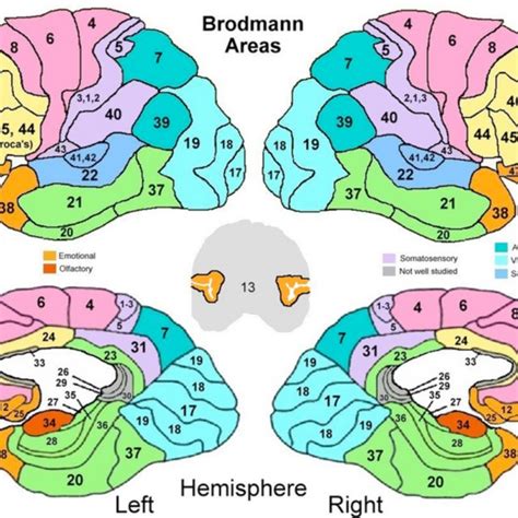 7 A Schematic Diagram Of The Division Of Brodmann Areas In The Left And