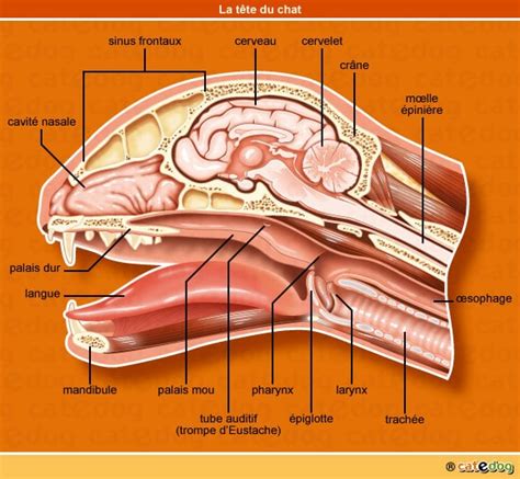 Anatomie du chat mâle et femelle Conseils véto en photos Catedog