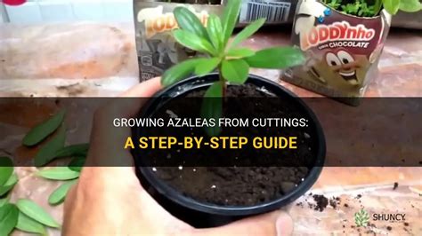 Growing Azaleas From Cuttings A Step By Step Guide Shuncy