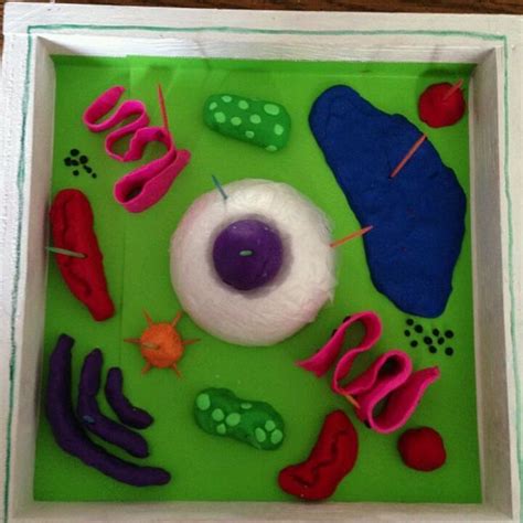 Cells Project Plant Cell Project Plant Cell Model