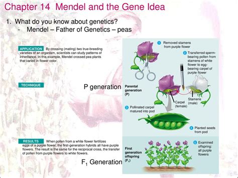 Mendel And The Gene Idea Chapter Izmayefrata