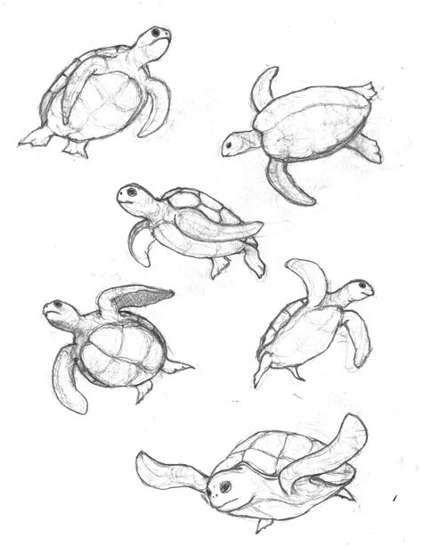 Realistic Turtle Drawing At Explore Collection Of