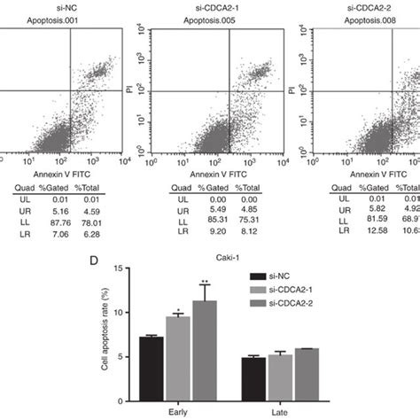 Cdca2 Knockdown Induces Apoptosis In Ccrcc Cells A Flow Cytometry