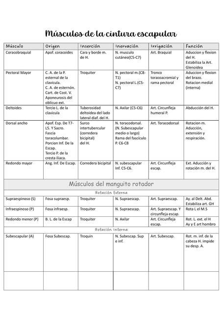 Músculos de la Cintura Escapular Florencia Pozo uDocz