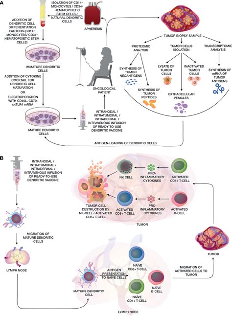 Frontiers Recent Advances In Experimental Dendritic Cell Vaccines For