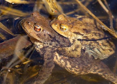 Common Or European Toad Brown Colored Mating Toads Stock Image Image