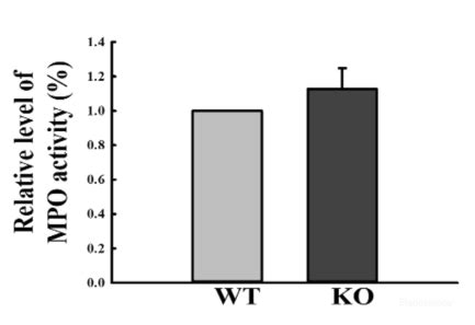 Myeloperoxidase Mpo Activity Assay Kit Mse Supplies Llc