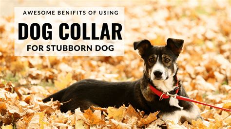 4 Best Training Collars Benefits For Stubborn Dogs