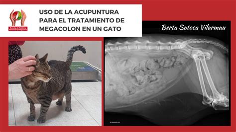 Uso De La Acupuntura Para El Tratamiento De Megacolon En Un Gato Emvi