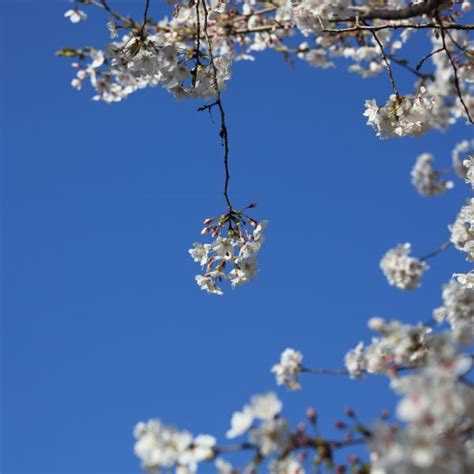 Free Images Tree Branch Plant Sky Sunlight Leaf Flower Spring