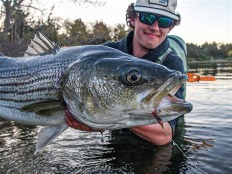 Striped Bass Fishing the Worm Hatch