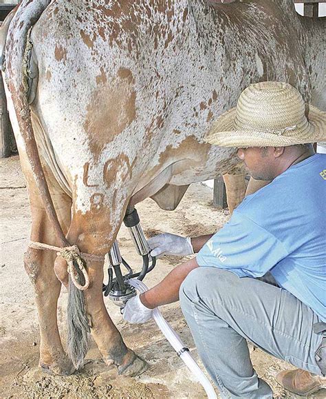 Pecu Ria Pequeno Produtor Ganha Aliado Em Gest O Di Rio Do Rcio