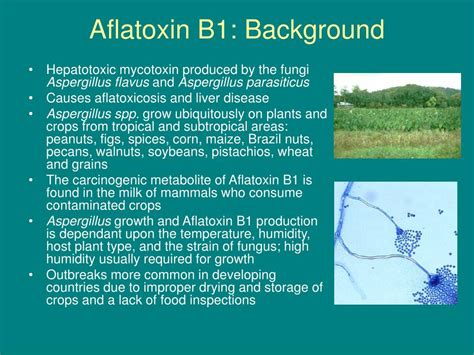 Ppt Aflatoxin B1 Powerpoint Presentation Free Download Id 3305857