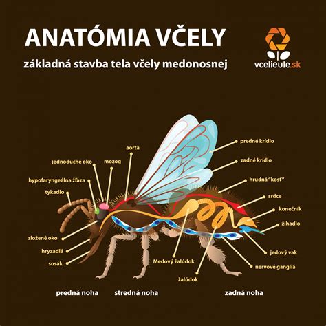 Anatómia Včely Včelárstvo Jozef Ľupták