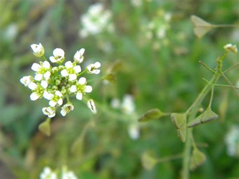 Traista Ciobanului Capsella Bursa Pastoris Julz Cat Flickr