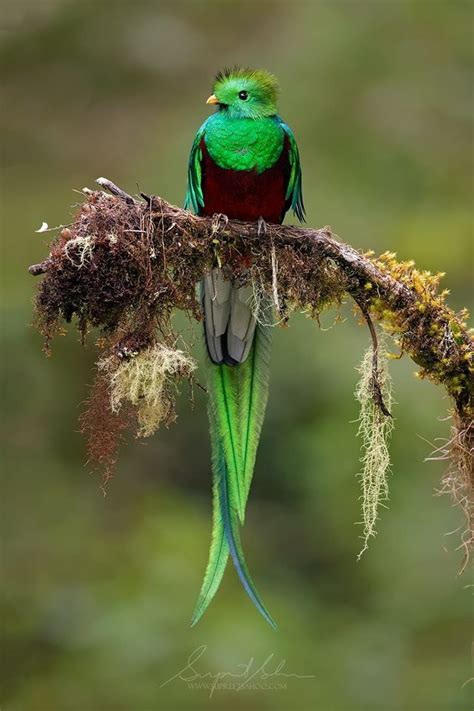 Resplendent Quetzal Pharomachrus Mocinno In Costa Rica By Supreet