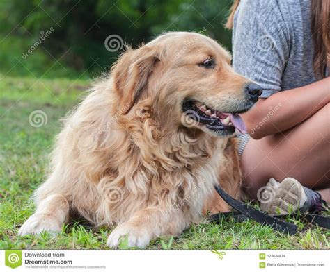 Fille Avec Un Golden Retriever De Chien Photo Stock Image Du Herbe