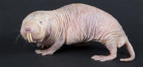 Os 7 Animais Mais Feios Do Mundo