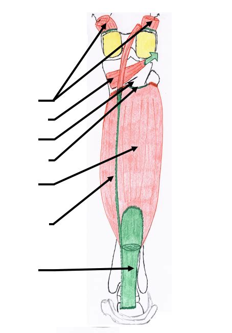 Diagramme de Jambe loge dorsale superficielle muscle soléaire Quizlet