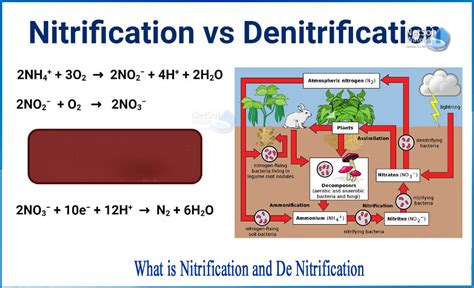 What Is Nitrification And De Nitrification Netsol Water