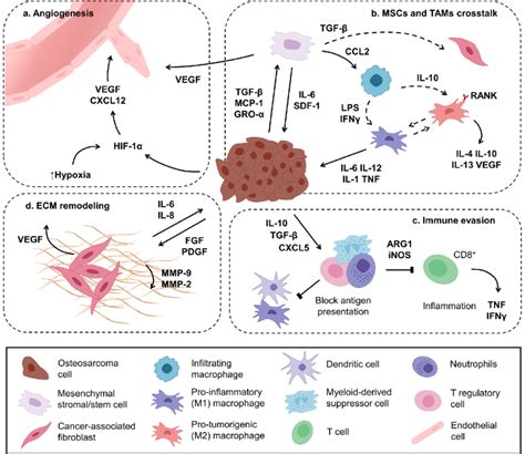 Osteosarcoma Tumor Microenvironment Interactions A Tumor Cells