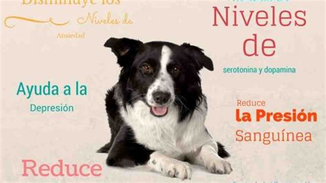 Dónde acariciar a un perro para que se duerma Chile Gestion Municipal