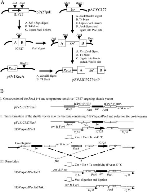 Deletion Of The Icp Gene From Hsv Bac Using Reca Mediated