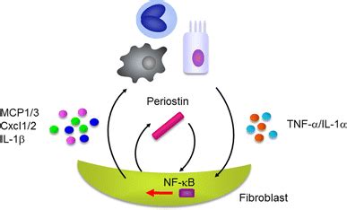 Cross talk of periostin and TNFα IL 1α in the pathogenesis of pulmonary