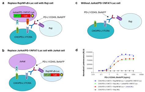 Ijms Free Full Text Simultaneous Inhibition Of Pd 1 And Stimulation