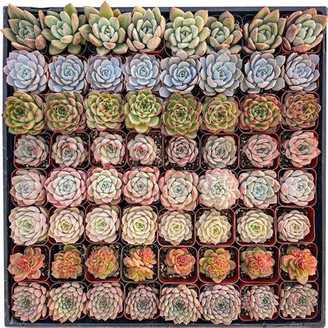 100 Pack Live Succulent Plants Assorted Potted Succulents