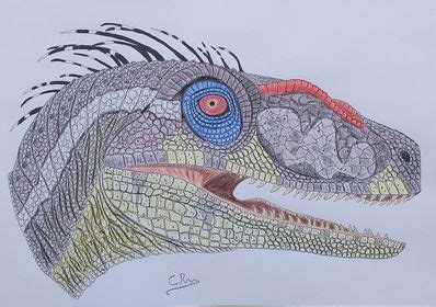 Jurassic Park Velociraptor Drawing