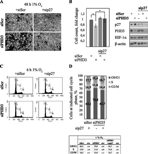 Cell Cycle Block In Phd3 Depleted Cells Is P27 Dependent A Reduced Download High Quality