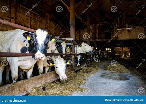 Vacas En Un Establo Vaca En Granjas Lecheras Comiendo Heno Foto De