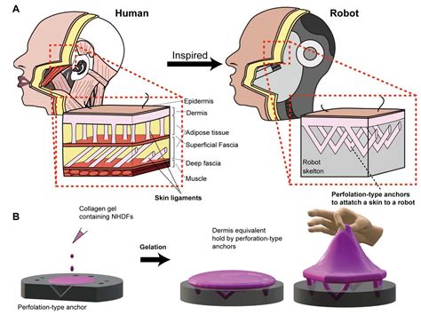 Consiguen Crear Robots Con Piel Humana El Avance Del Científico Shoji