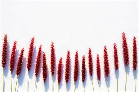 Flores rosadas de pennisetum de plumas o hierba de misión con sombra de