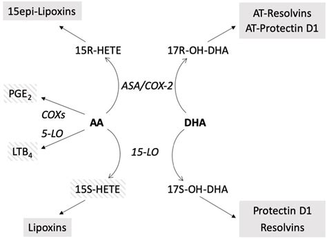 Frontiers Arachidonic Acid And Docosahexaenoic Acid Metabolites In