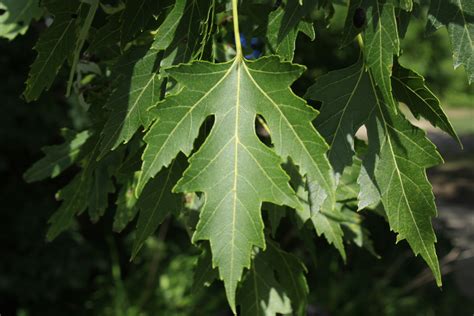 Silver Maple — Ontario Native Plant Nursery Container Grown 705