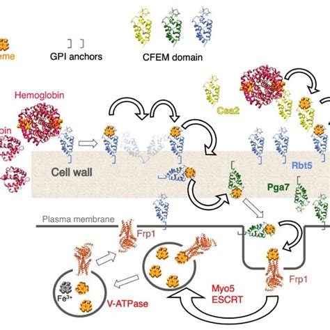 Proposed Model For Heme Uptake In Candida Albicans See Discussion For