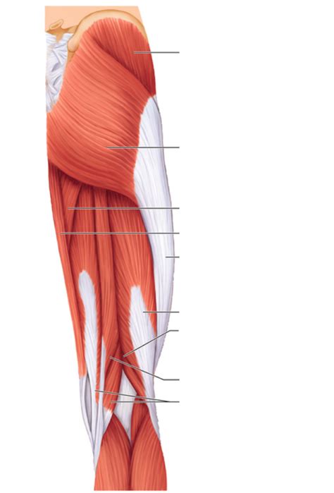 Diagram Of Posterior Thigh Muscles Quizlet