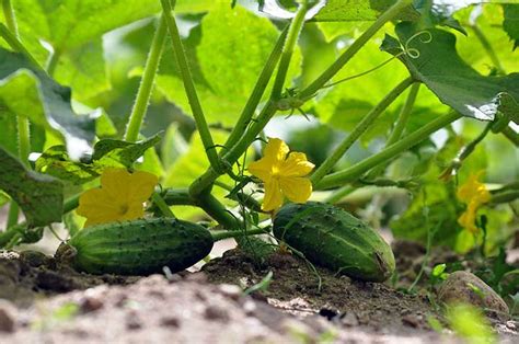 Overwatered Cucumber Plant What Happens And How To Fix It Backyard