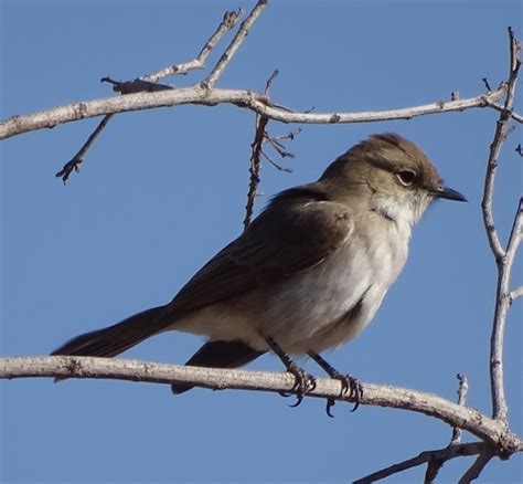 Kavango Marico Flycatcher Subspecies Bradornis Mariquensis