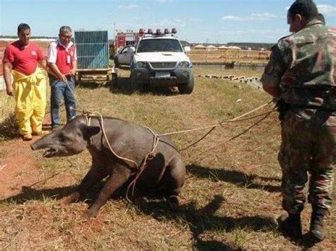 Em Ano Pma Captura Mil Animais Silvestres Em Rea Urbana Do