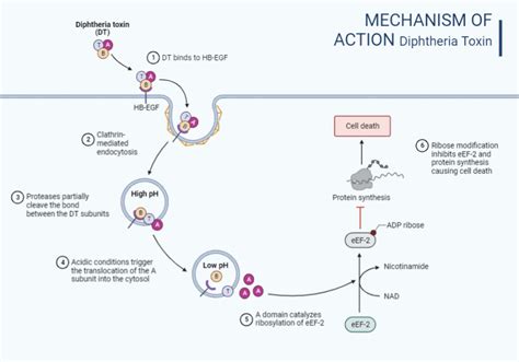 Using Bacterial Toxins To Foster Human Health