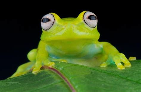 CITES Explainer: Glass Frogs Need Protection | Born Free USA