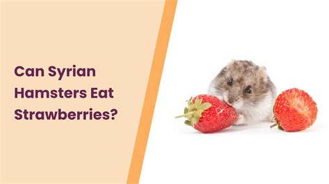 Can Syrian Hamsters Eat Strawberries? An Ultimate Guide