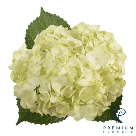 Lemon Green Premium Flowers