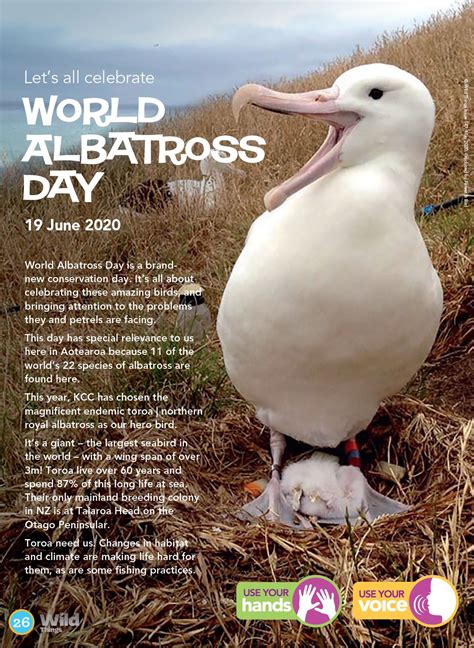 World Albatross Day Make A Toroa Royal Albatross Mask Kiwi