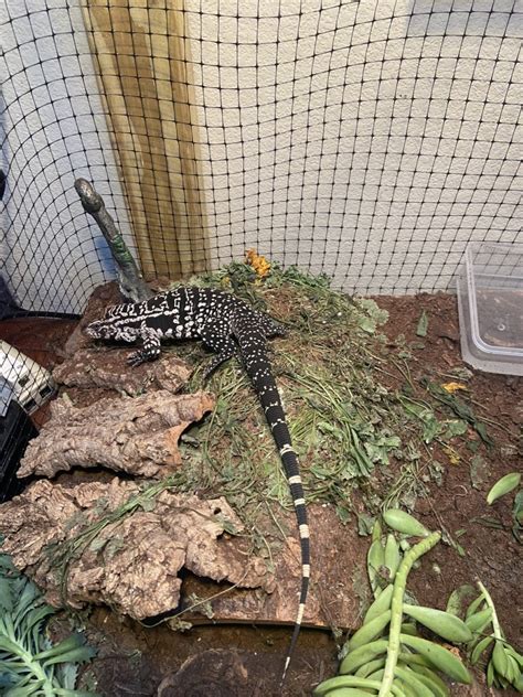 Argentine Black And White Tegu For Sale In Caddo Mills 1