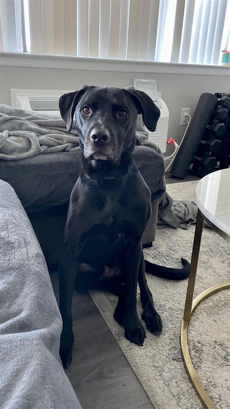 Should Have Known Our Guy Was A Pittie Mix Especially After Seeing All