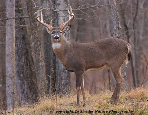 9 Point Whitetail Buck On Ridge